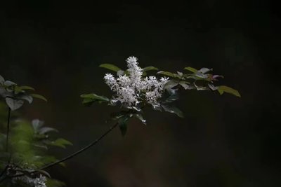 赵赛琴 作品集